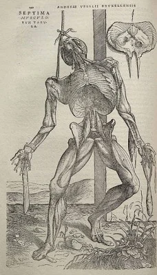 Houtsnede uit 'De humani corporis fabrica libri septem' van Vesalius