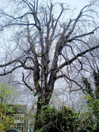 Anne Frankboom in 2006