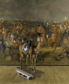 Paard Wexy van koning Willem II voor het schilderij ‘De slag bij Waterloo’ van Jan Willem Pieneman, Rijksmuseum 2015