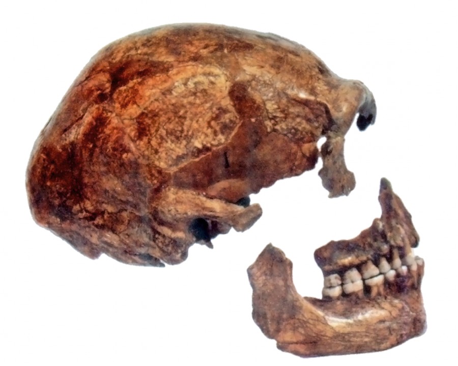 Schedel van een neanderthaler die in 1886 in Spy (België) is gevonden - cc
