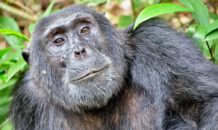 Biologieleraar wilde seks tussen aap en mens
