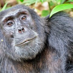 Biologieleraar wilde seks tussen aap en mens