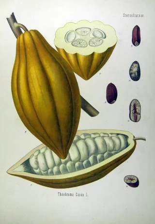 Cacaopeul