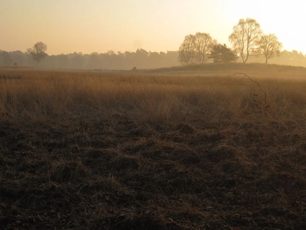 Hoge Veluwe (cc - Kumpusch)