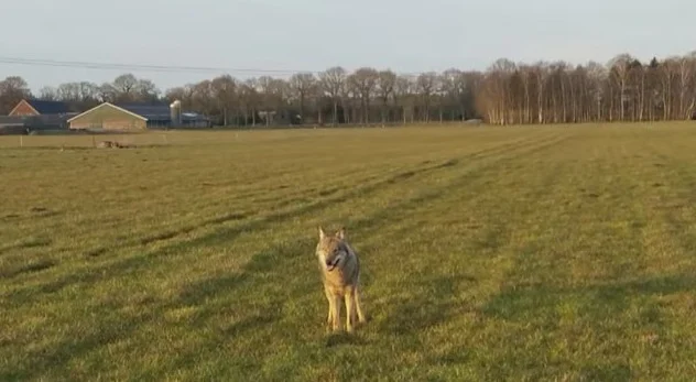 De 'Nederlandse' wolf - Still YouTube