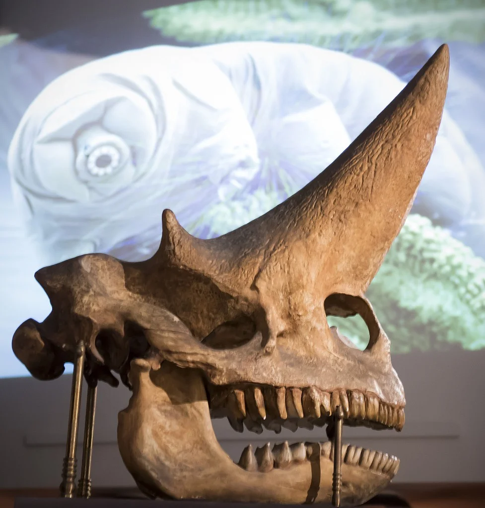 Het tweehoornige monster van Faiyum, Arsinotherium zitteli Beadnell, Teylers Museum