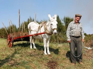 Portugese werkezel