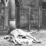 Het merendeel van de dieren in de Berlijnse zoo sneuvelde als gevolg van het oorlogsgeweld. (WW2inColor)
