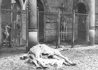 Het merendeel van de dieren in de Berlijnse zoo sneuvelde als gevolg van het oorlogsgeweld. (WW2inColor)