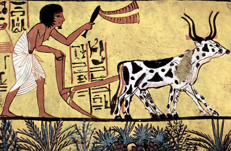 Landbouwhuisdieren in het oude Egypte -  De oude Egyptenaren verbouwden emmer (een graan gelijkend op tarwe), fenegriek (een keukenkruid), gerst, gierst, dadels, wilde vijgen, druiven en vlas; men fokte vee verwant aan de Afrikaanse zeboe, ezels, varkens, geiten en schapen, viste in de Nijl en strikte watervogels.