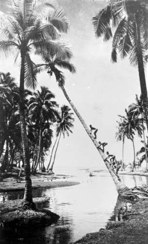 Kinderen in kokospalm (Royal Tropical Insititute)
