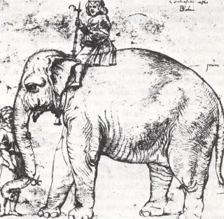 De olifant Hanno, naar een schets van Rafaël omstreeks 1514. Bron: Wikimedia