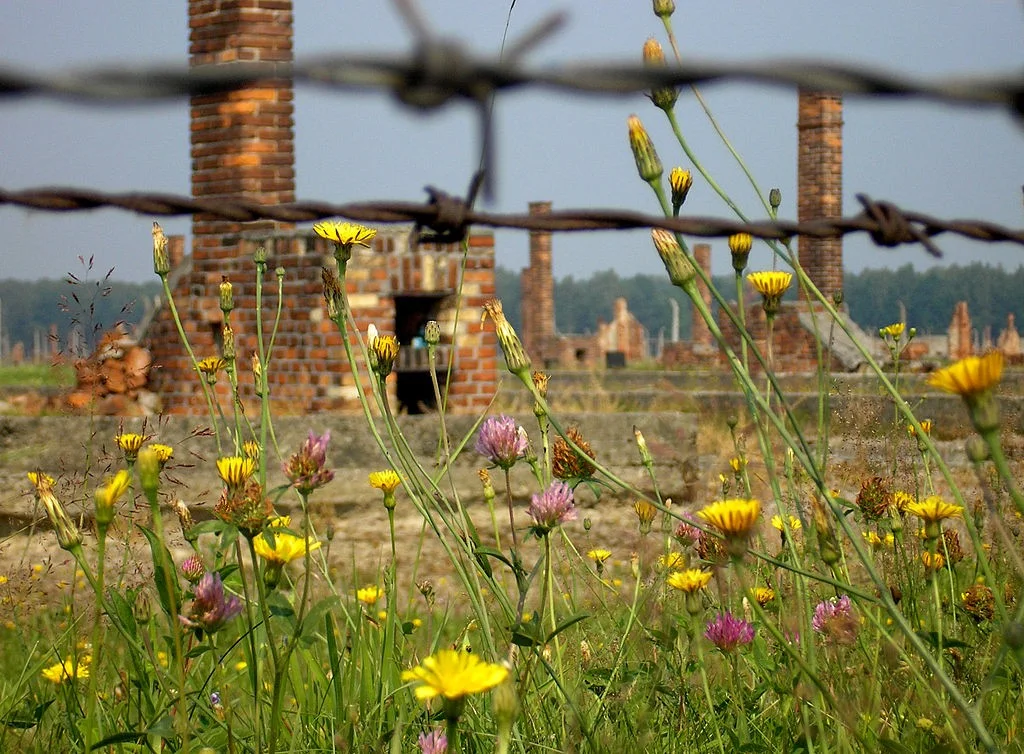 Ruïnes van barakken in Auschwitz - cc