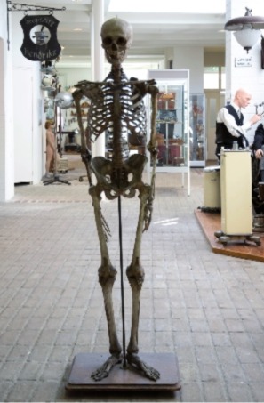Het skelet van Piet Stams (museumdedorpsdokter.nl)