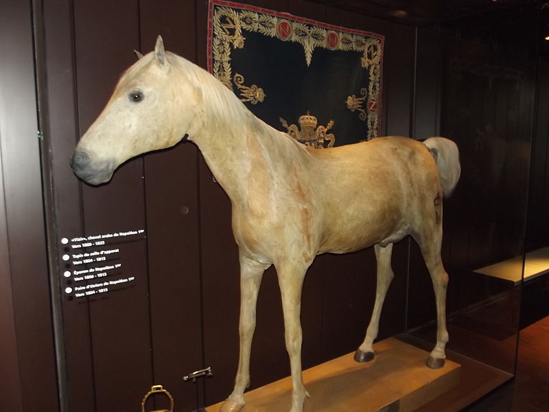 Vizir, het laatste paard van Napoleon - cc