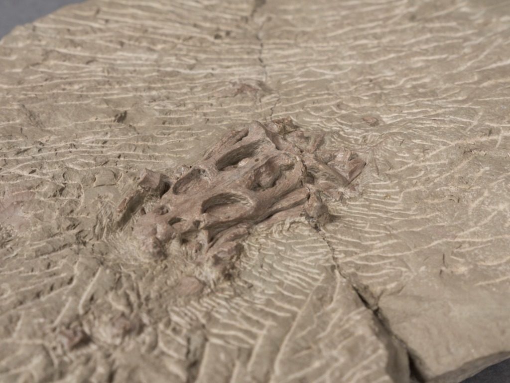 Amateur-paleontoloog vindt prehistorisch schedeltje (TwentseWelle)