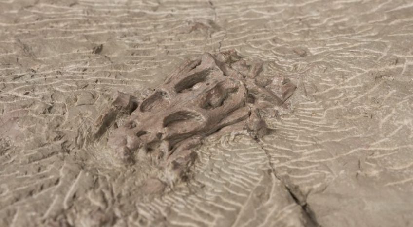 Amateur-paleontoloog vindt prehistorisch schedeltje (TwentseWelle)