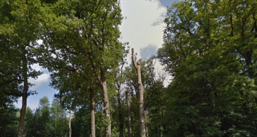 Bos rond Apeldoorn, bij het Aardhuis (Google Street View)