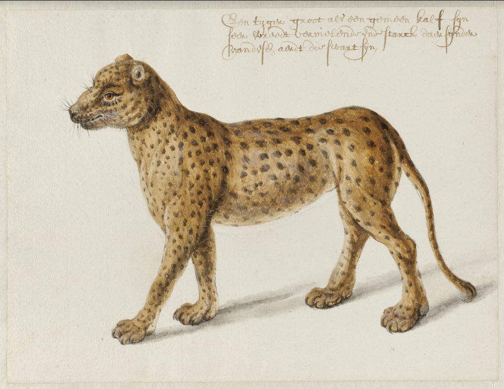 Jaguar, Frans Post (1612–1680), ca. 1638-1643. Noord-Hollands Archief, Haarlem