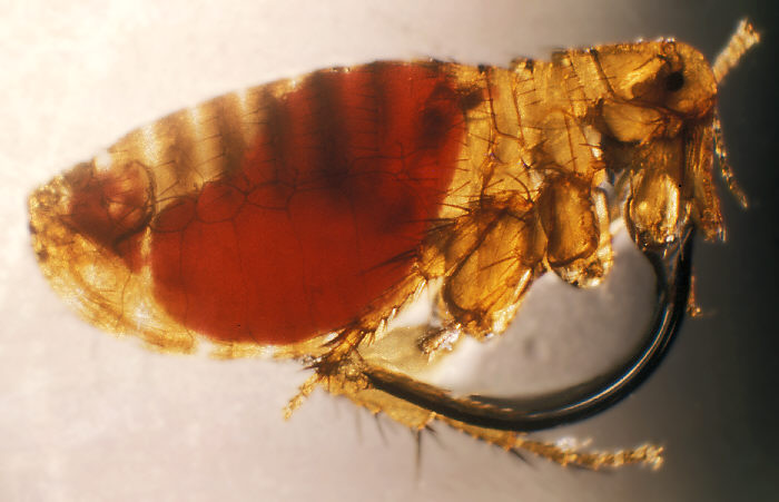 De rattenvlo (Xenopsylla cheopsis) na een bloedmaaltijd. Dit type vlo is de voornaamste vector bij de overdracht van de Yersinia pestis.