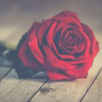 Op rozen zitten - Roos