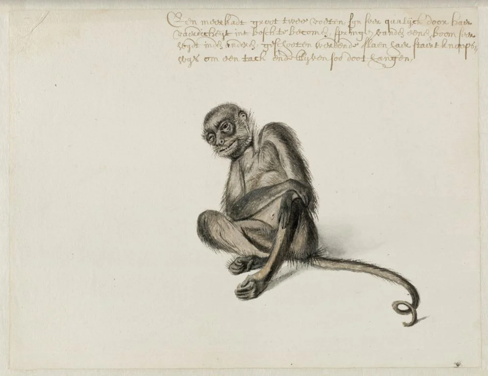 Slingeraap, Frans Post (1612–1680), ca. 1638-1644. Noord-Hollands Archief, Haarlem