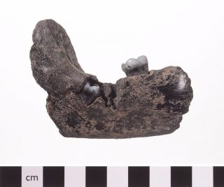 Mesolithisch kaakfragment gevonden op strand Monster (Foto en Collectie Rijksmuseum van Oudheden)