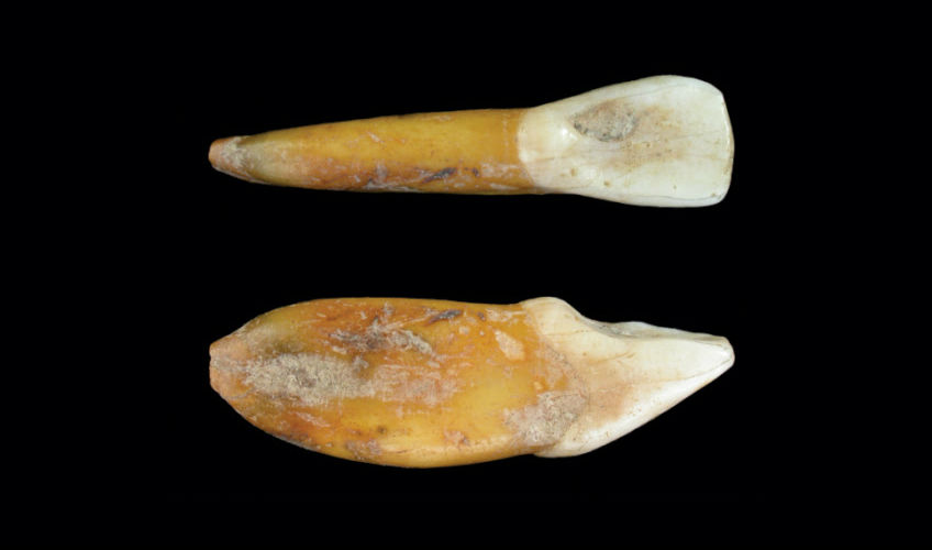 De neanderthaler-tand