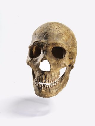 Schedel van een Neanderthaler - © The Israel Museum, Jerusalem Photo: Elie Posner
