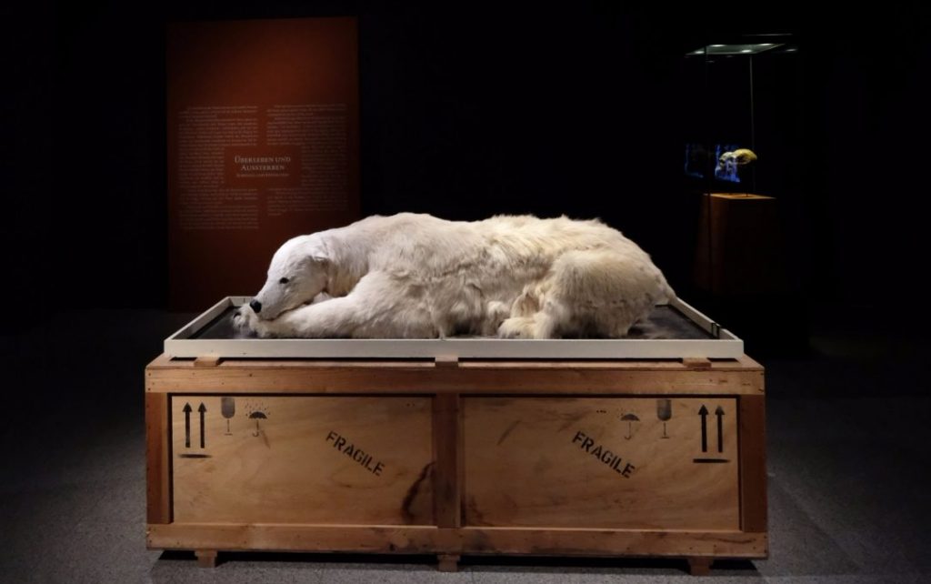 Kunstwerk van Mark Dion: Misschien komt er een tijd dat de ijsbeer alleen nog in het museum te bewonderen is. © Kunst- und Ausstellungshalle der Bundesrepublik Deutschland GmbH
