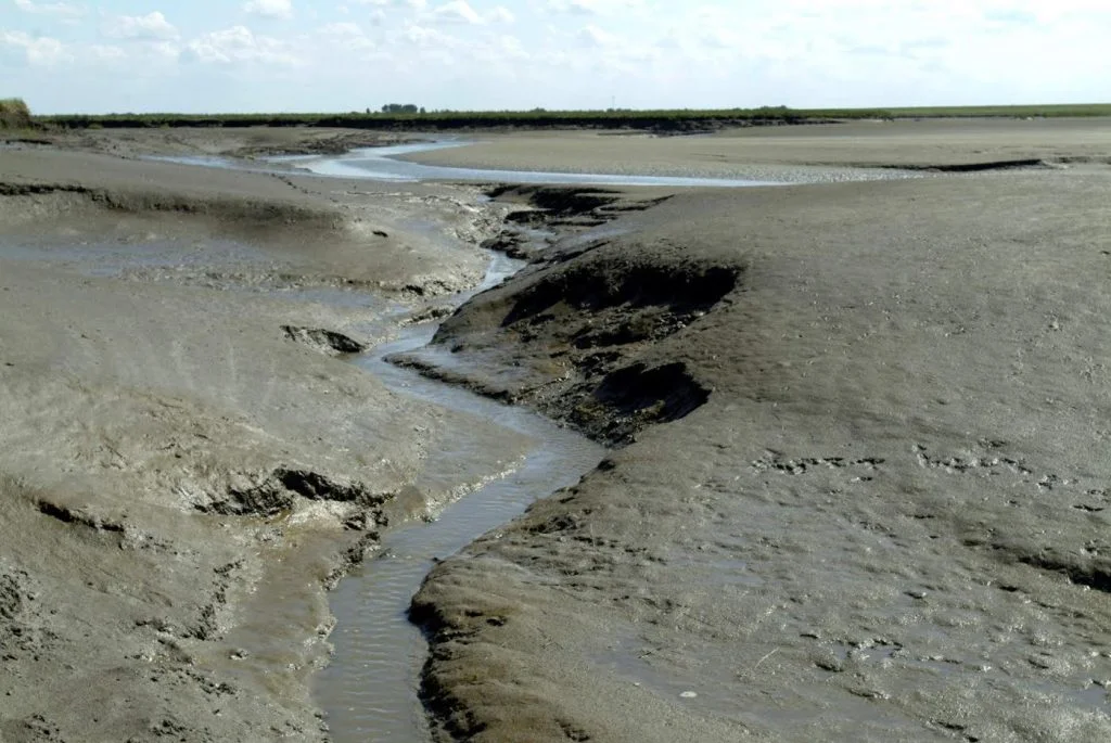 Aangeslibd land in Zeeland, bijna gereed voor inpoldering. (Foto: Rijkswaterstaat Zeeland)