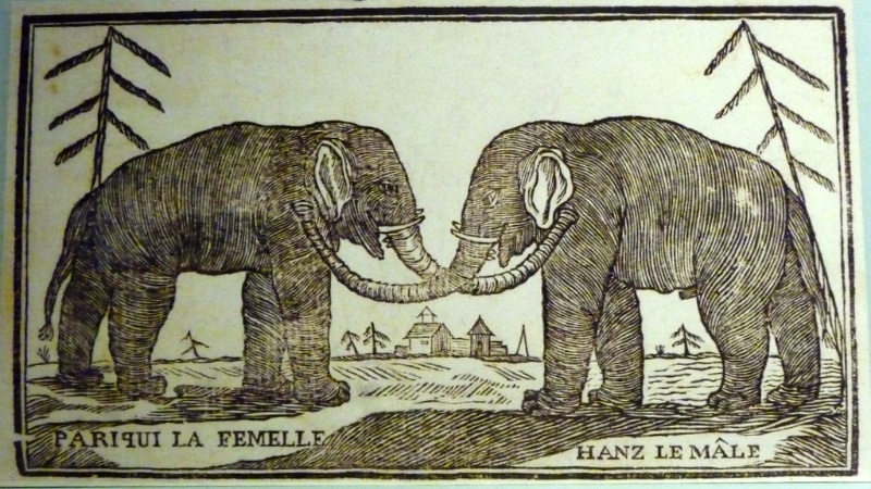 De olifanten Hans en Parkie (dickvanderlugt.nl)