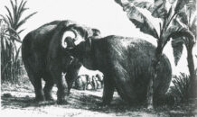 Hans en Parkie, twee olifanten voor stadhouder Willem V