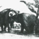 Hans en Parkie, twee olifanten voor stadhouder Willem V