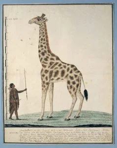 Robert Jacob Gordon, Giraf met links een Khoi, 1779. Collectie Rijksmuseum