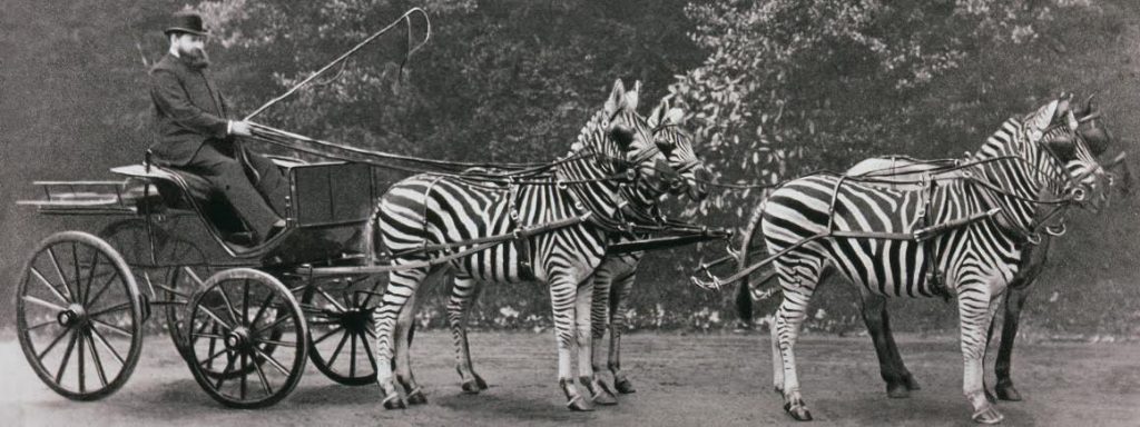 Lionel Walter Rothschild met zijn zebra’s