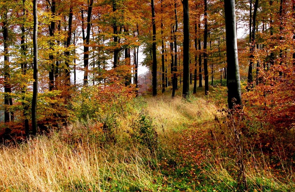 Herfst in het Teutoburgerwoud - cc