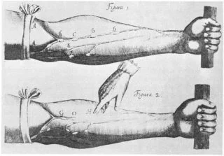 Fragment uit Exercitatio Anatomica de Motu Cordis et Sanguinis in Animalibus