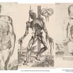 Tekeningen uit Anatomia (Paul Broos)