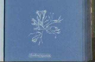 Photographs of British Algae - Anna Atkins (Rijksmuseum Amsterdam)