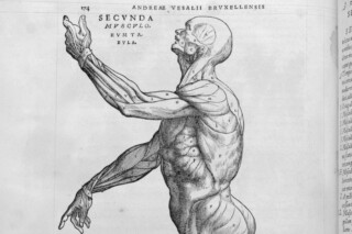 vesalius anatomie