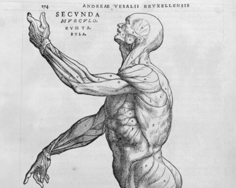 vesalius anatomie