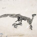 Tekening door Gustave Lavalette van Mantellisaurus atherfieldensis (juli 1882),, zoals het skelet aangetroffen werd in de "Wealdiaanse" kleisteen van de Cran du Midi te Bernissart. (wiki)