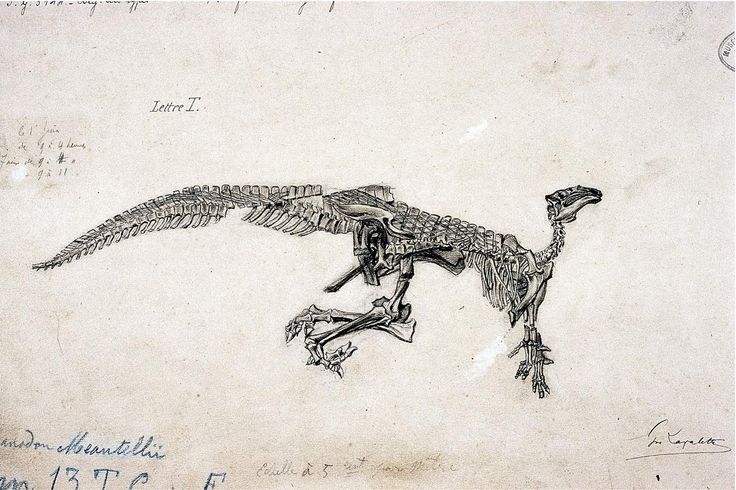 Tekening door Gustave Lavalette van Mantellisaurus atherfieldensis (juli 1882),, zoals het skelet aangetroffen werd in de "Wealdiaanse" kleisteen van de Cran du Midi te Bernissart. (wiki)