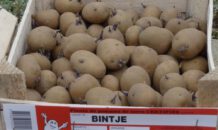 Bintjes, vernoemd naar een ijverig schoolmeisje uit Friesland
