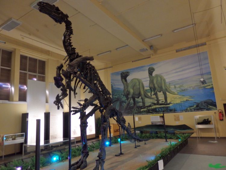 Afgietsel van het skelet van Iguanodon bernissartensis in de grote zaal van Le musée de l'Iguanodon te Bernissart. (cc - Ronny Mg)