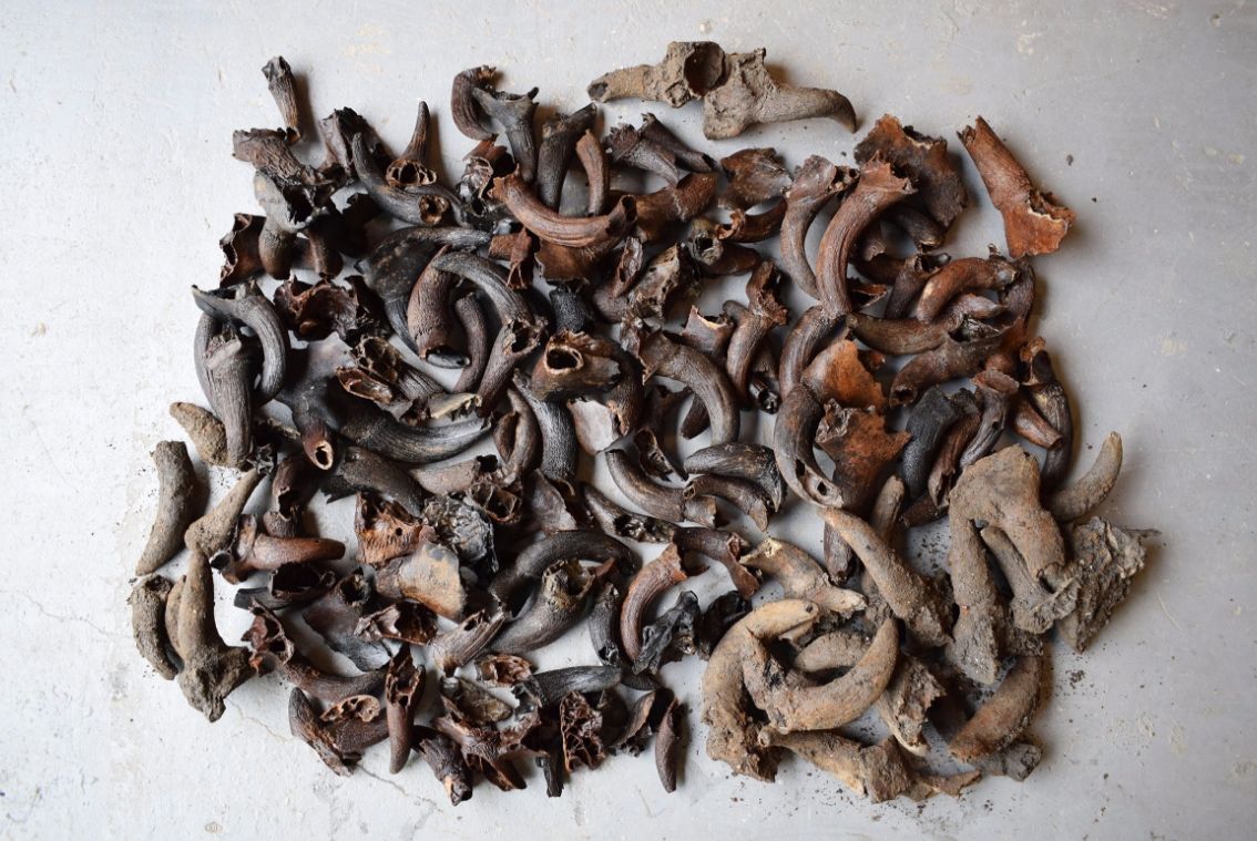Hoorns en hoornpitten die tijdens de opgraving zijn gevonden. (Archeologie West-Friesland)