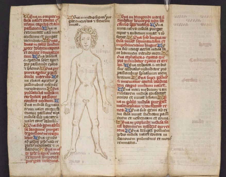 Aderlatingsman in MS 28725, ca. 1463 (British Library)