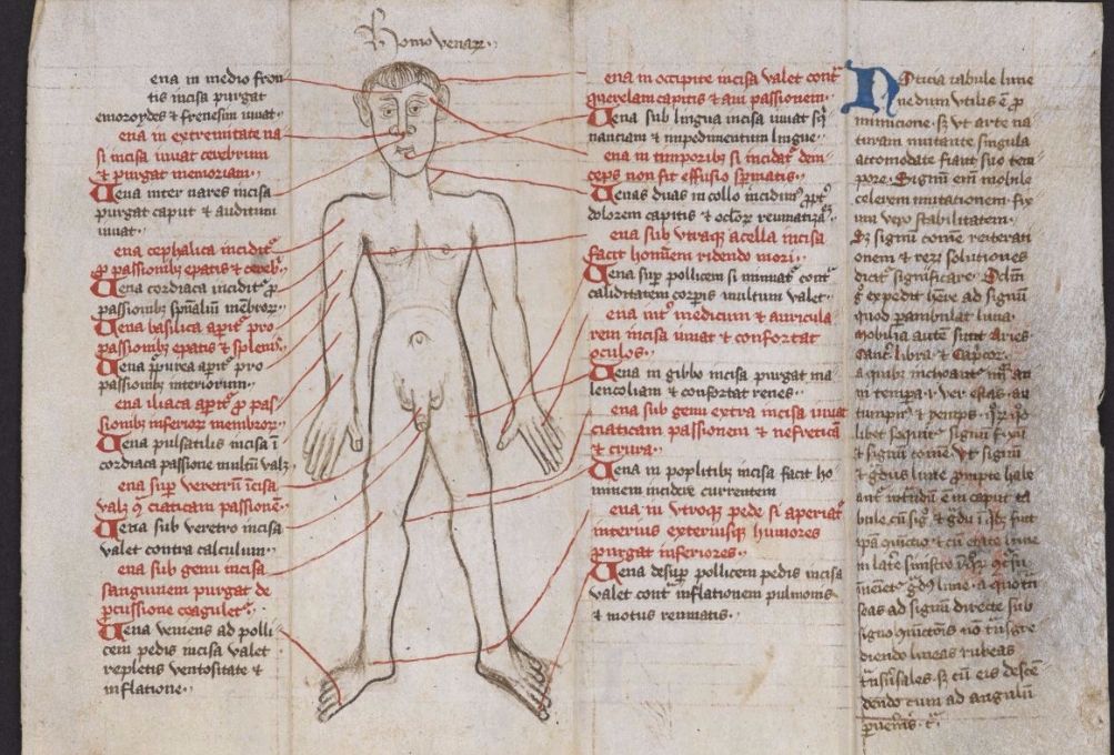 Aderlatingsman in het manuscript (British Library)