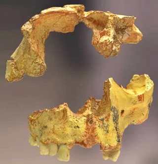 Delen van de schedel van Homo antecessor, Gran Dolina